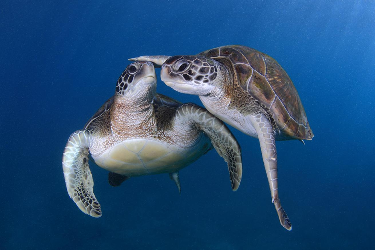 Two sea turtles hug.