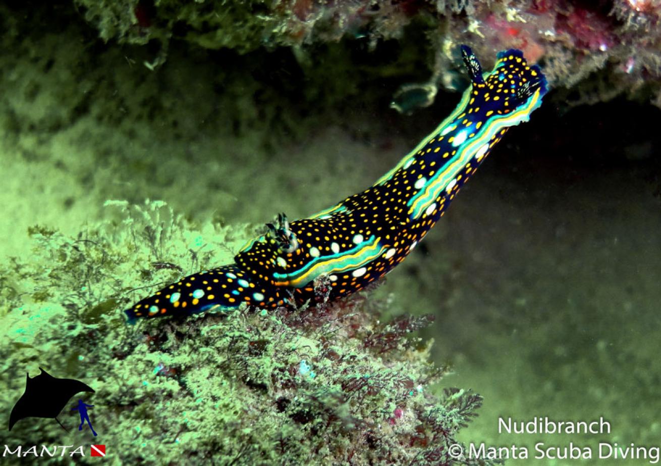 Nudibranch