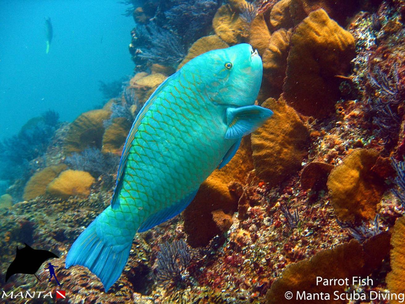 parrot fish