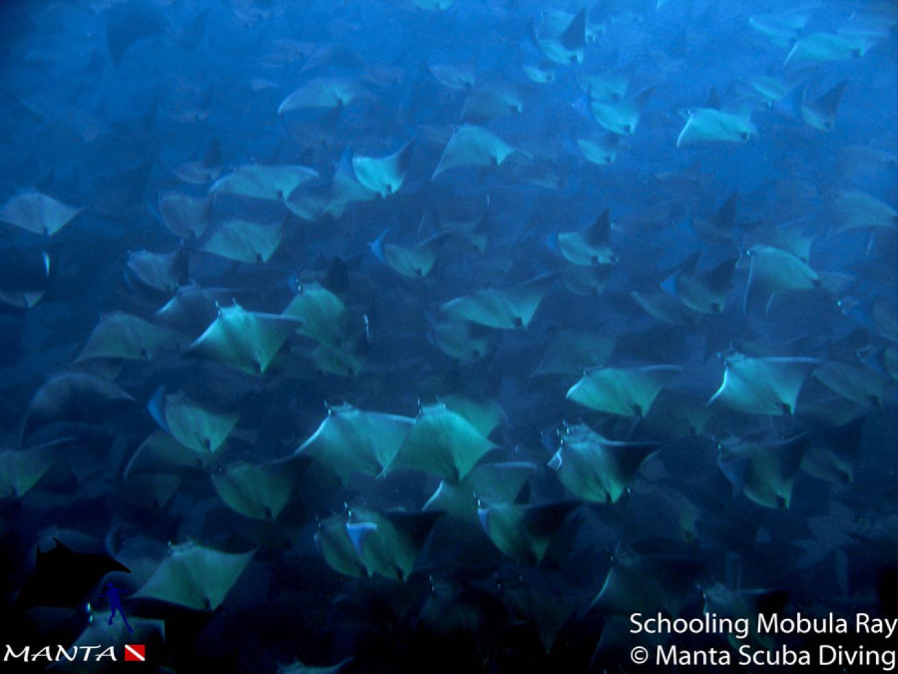 mobula rays