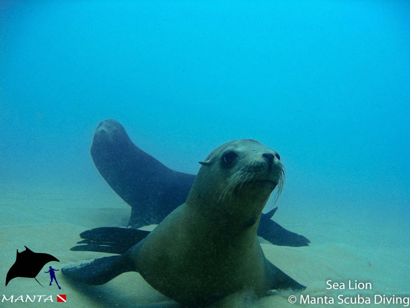 sea lions