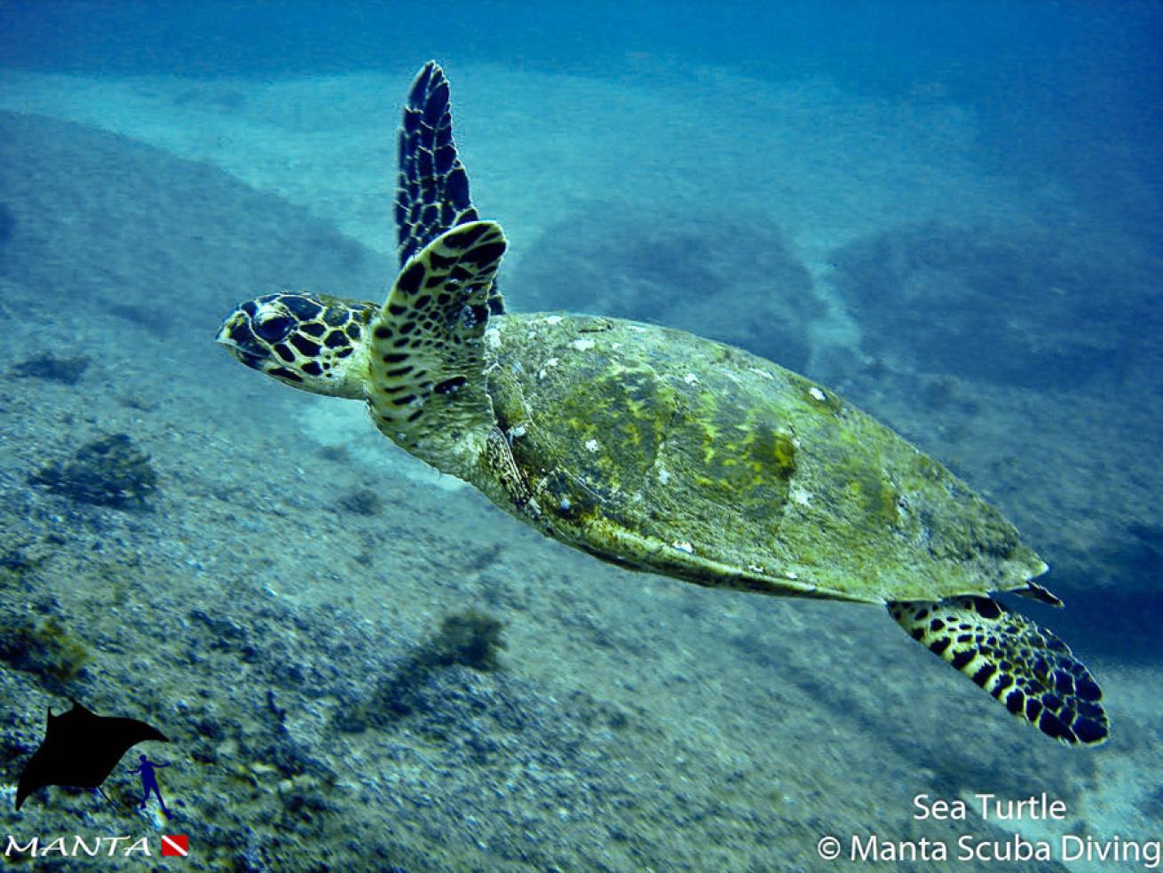 sea turtle