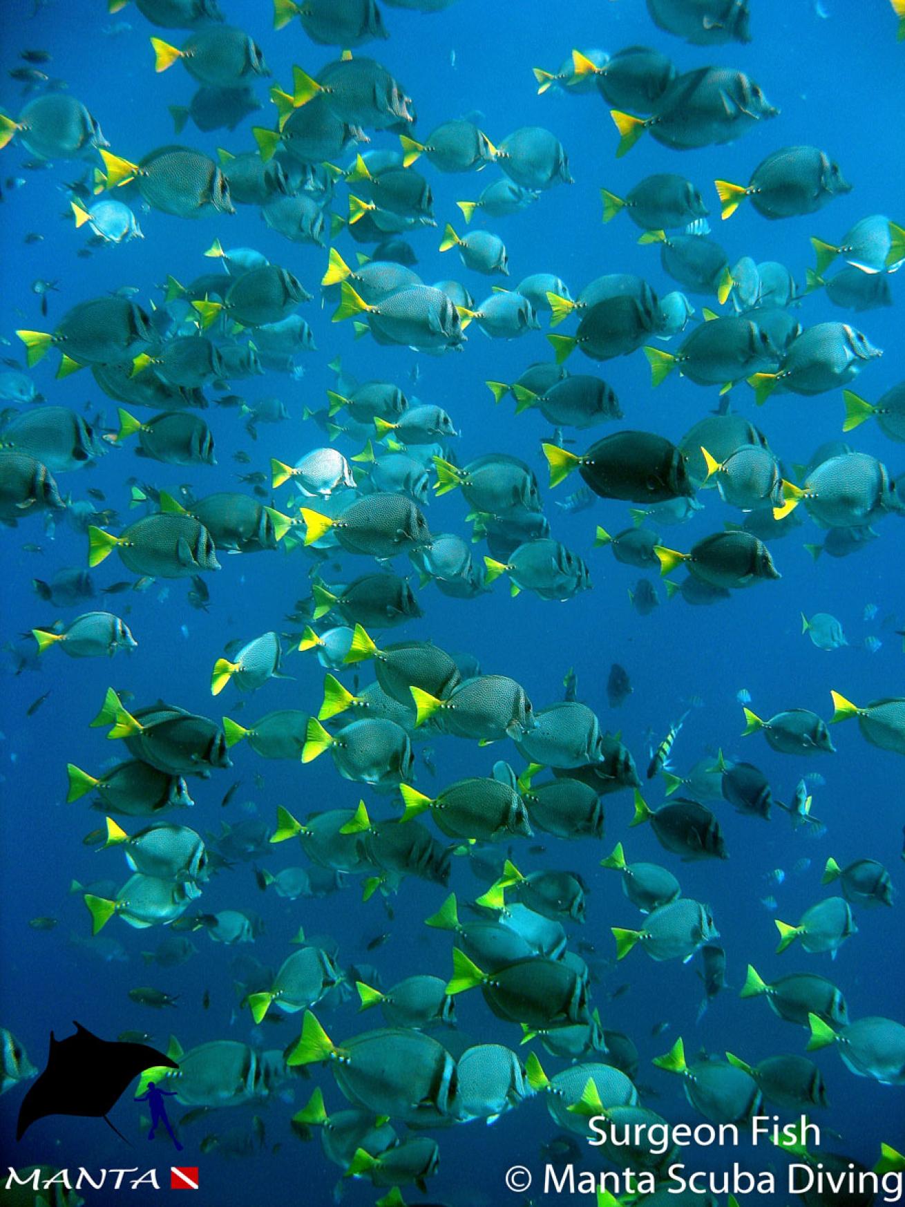 Schooling Surgeonfish