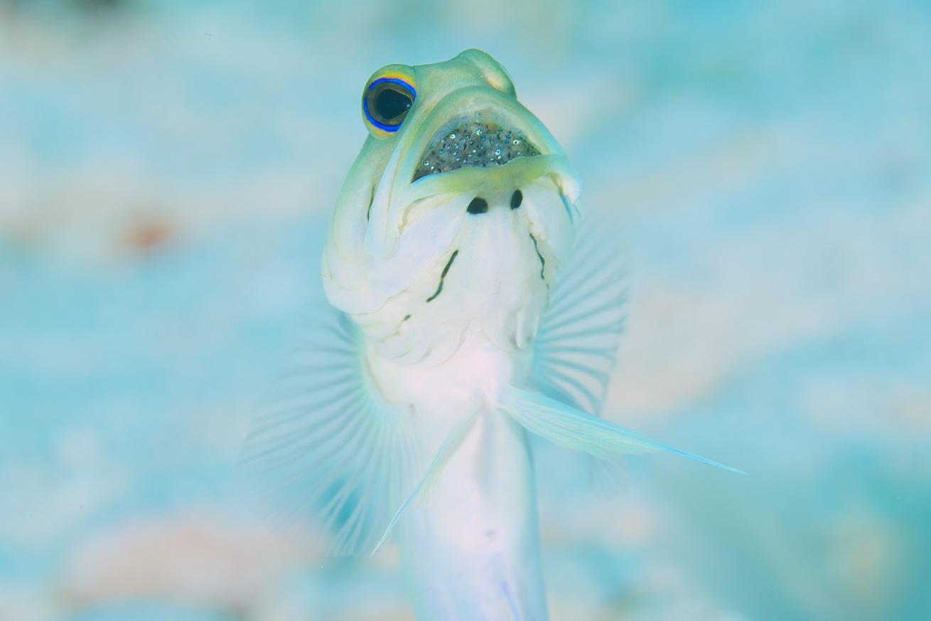 jawfish cayman islands 