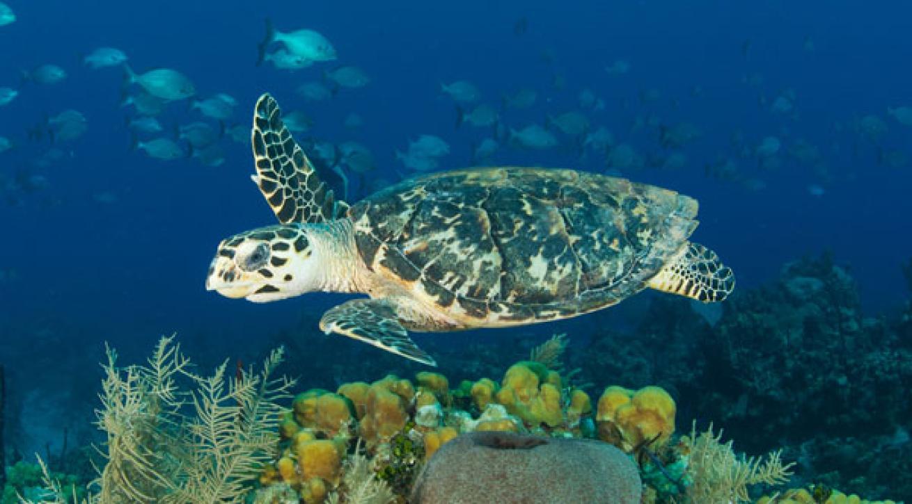 Sea turtle in Cayman Islands