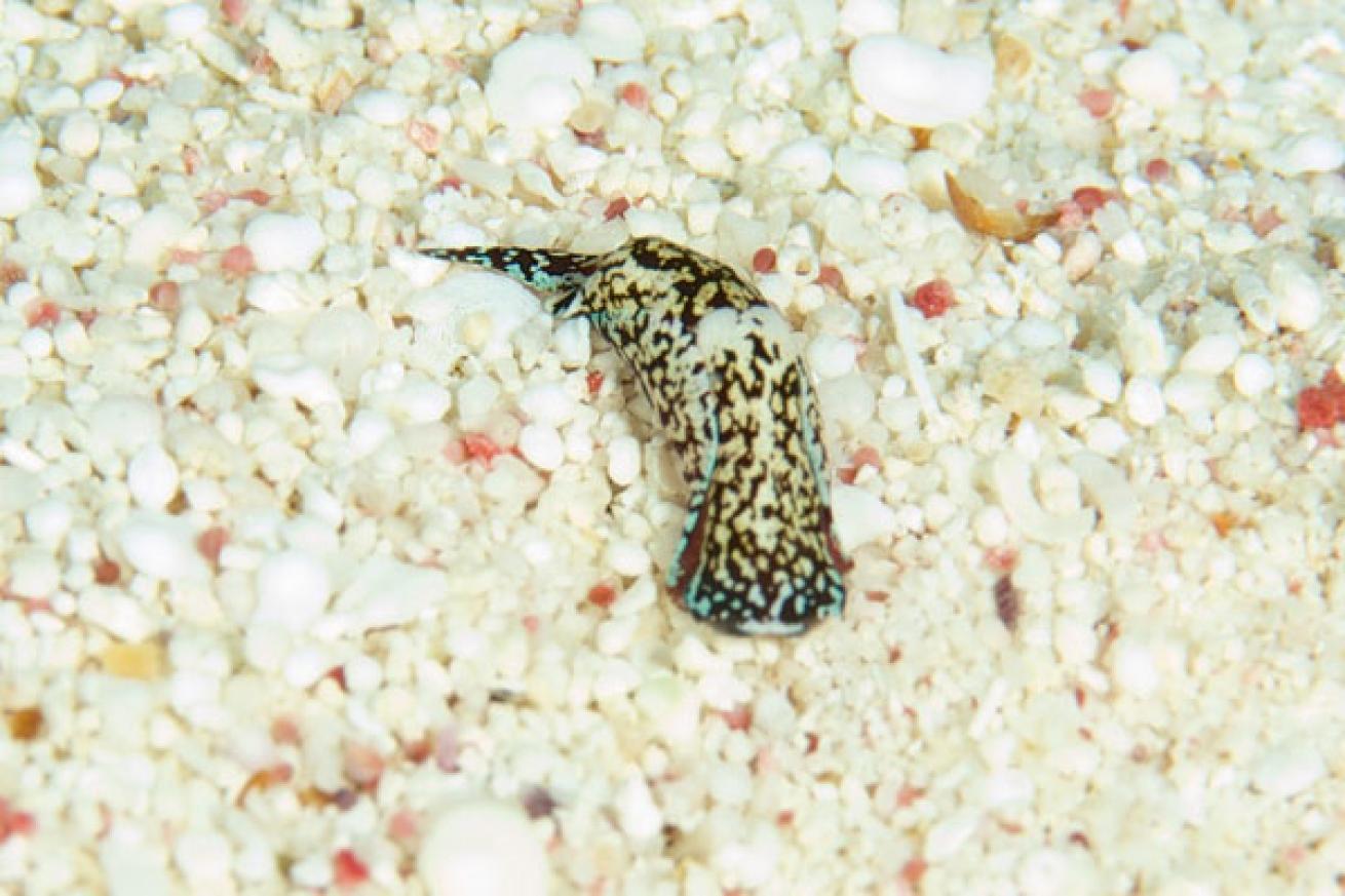 Nudibranch in Cayman Islands 