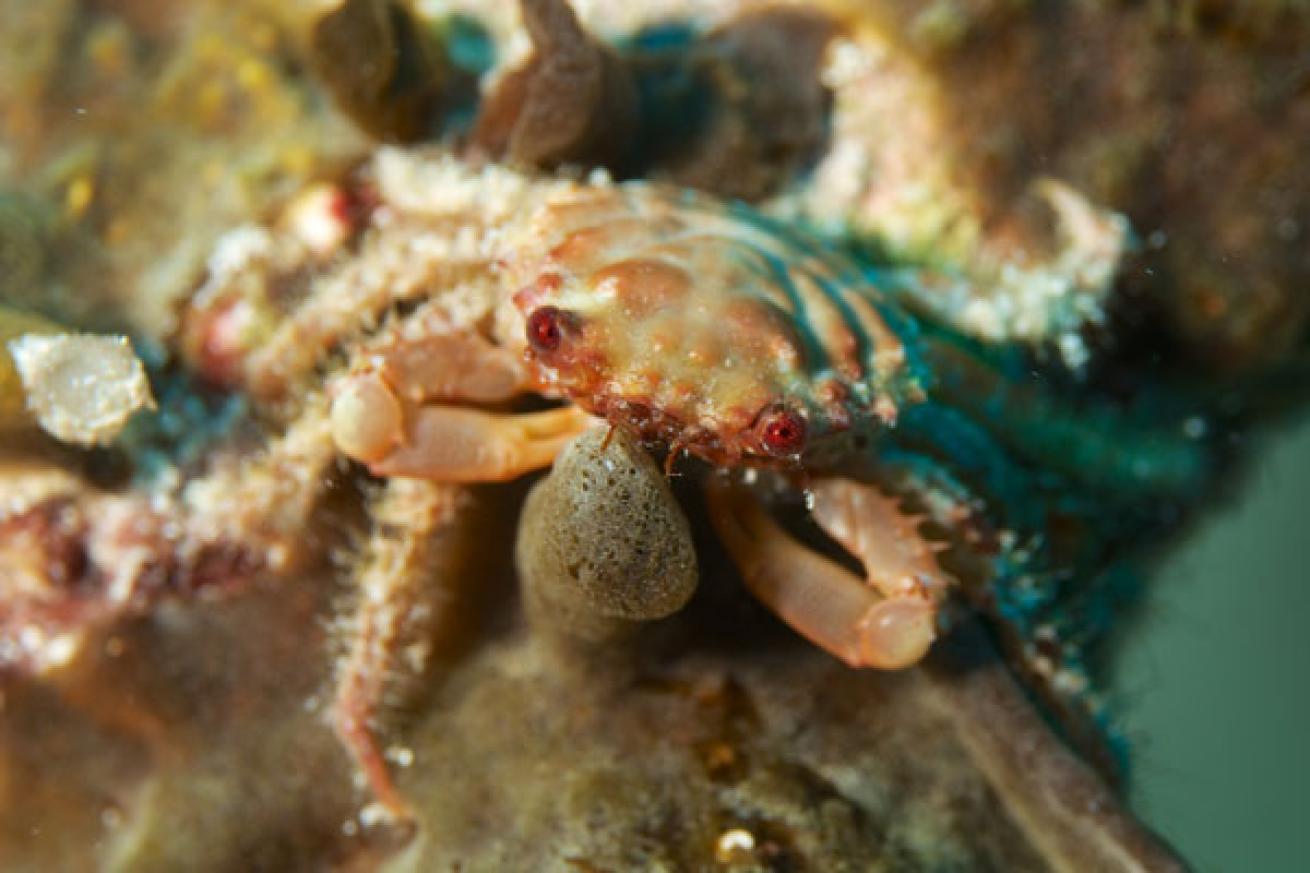 crab in cayman islands 