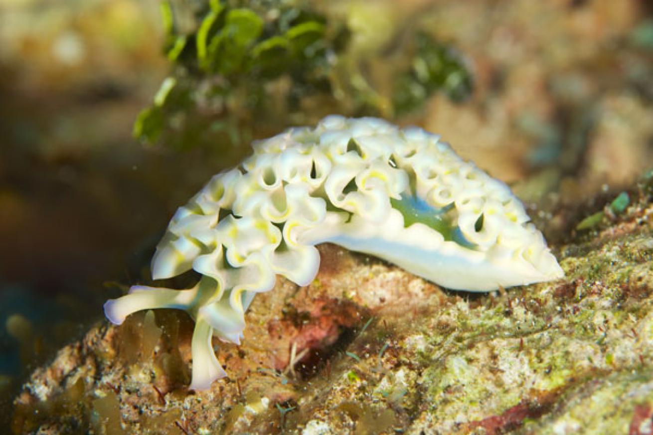 Sea Slug in Cayman Islands
