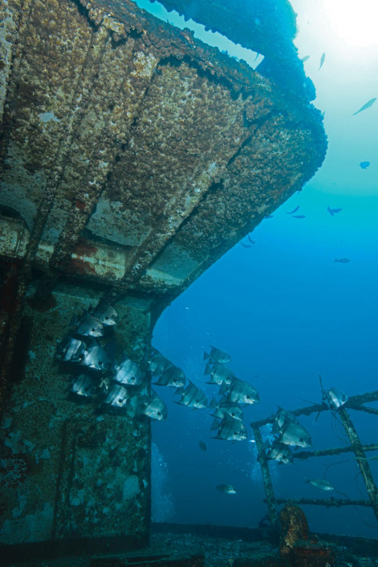 alabama diving