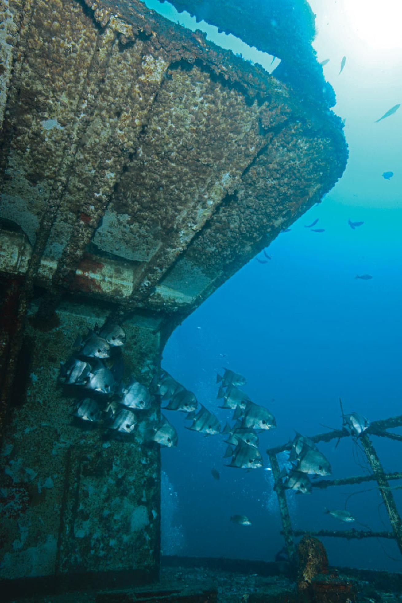 alabama diving