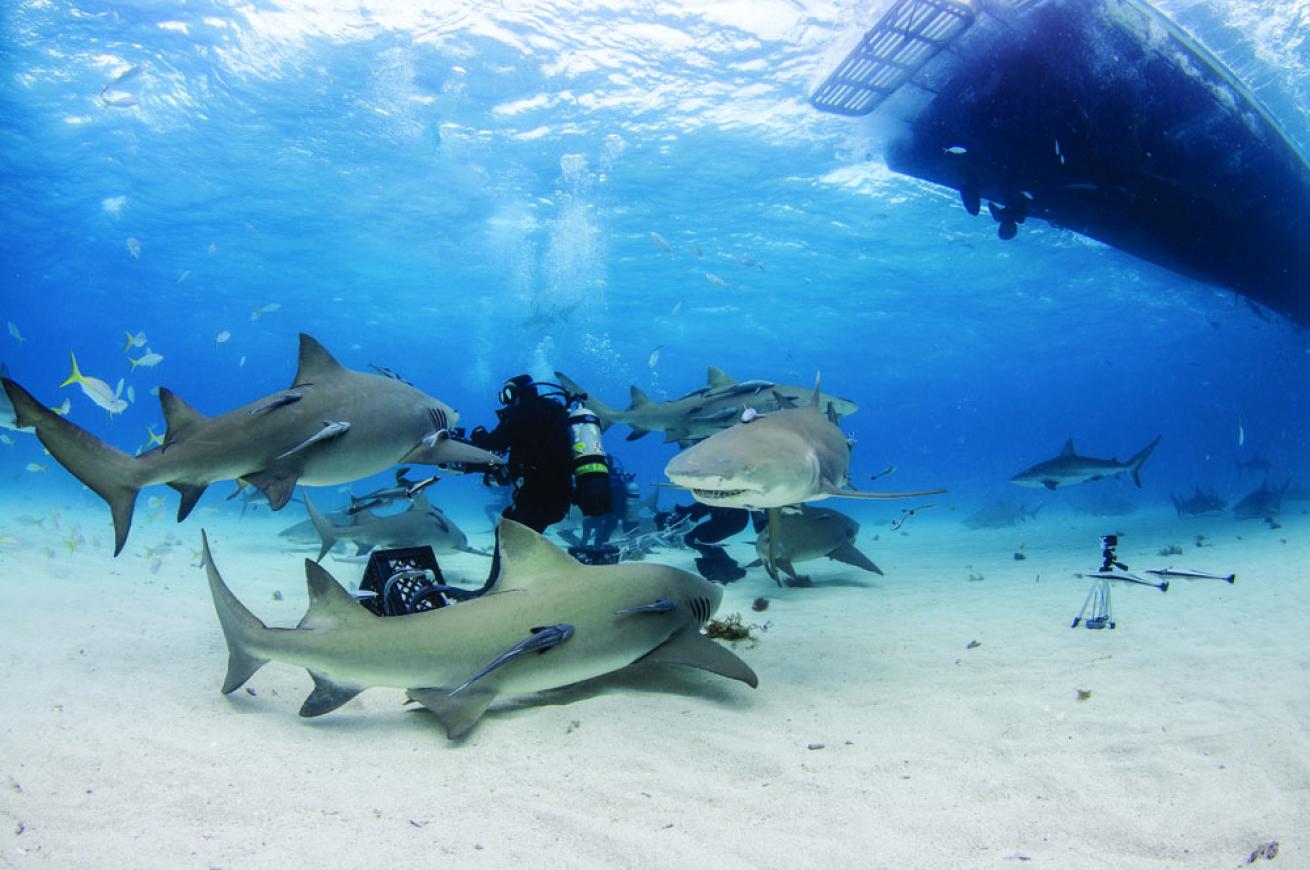 scuba diving bahamas