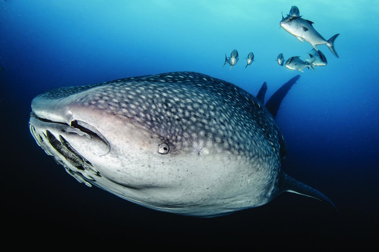 scuba diving galapagos