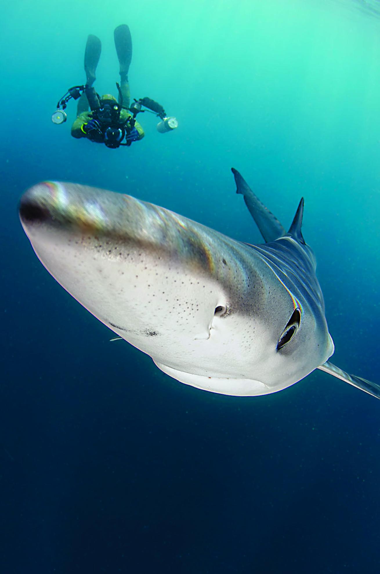 scuba diving channel islands