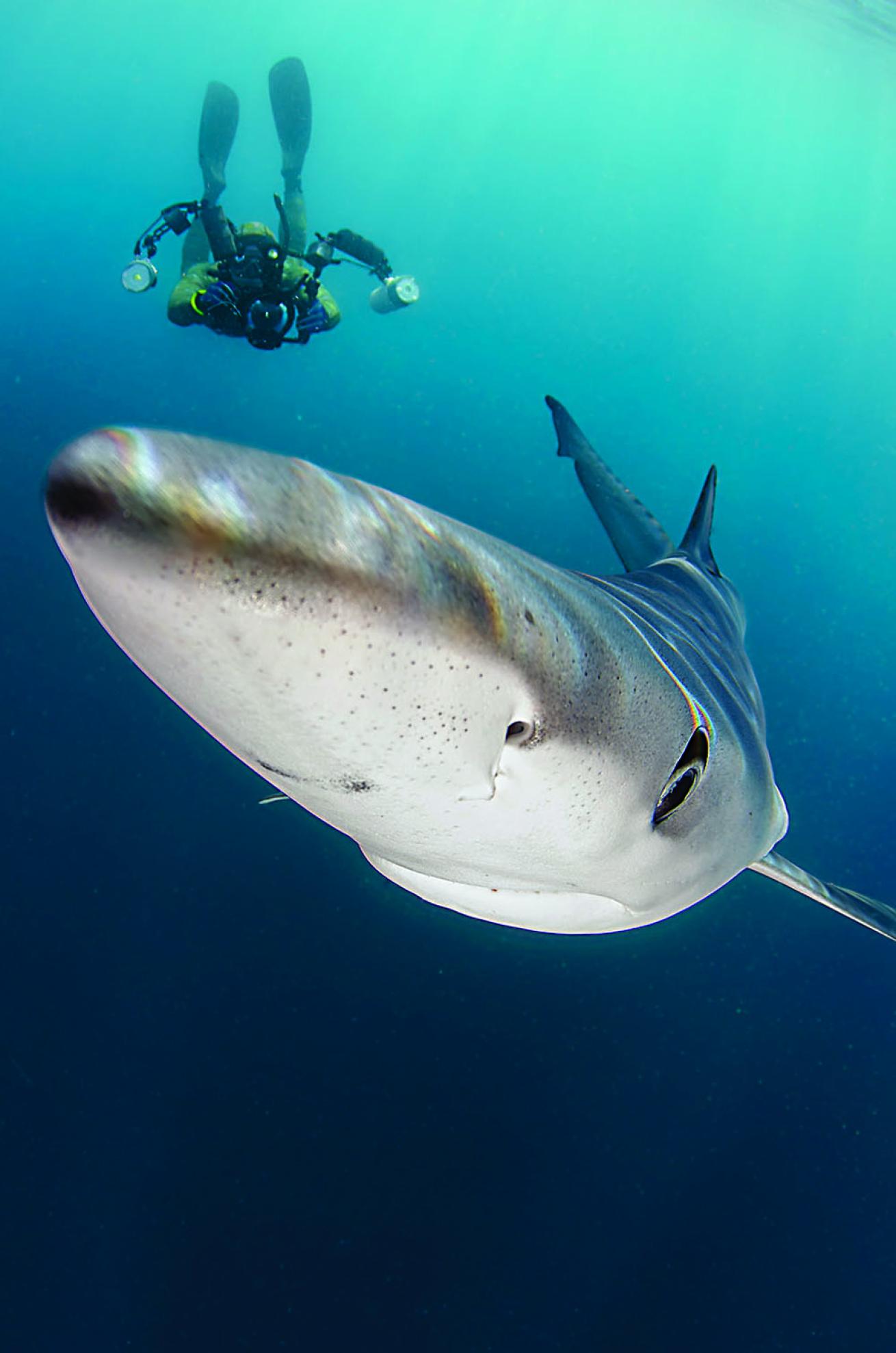 scuba diving channel islands 