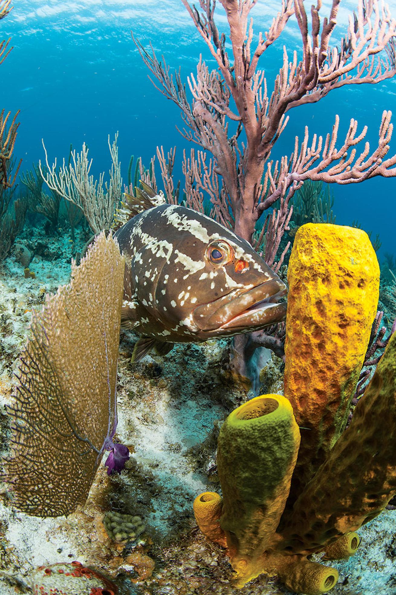 scuba diving cayman islands 