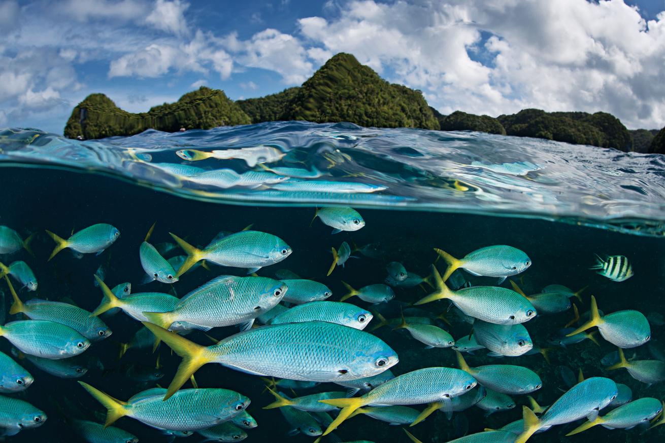 scuba diving palau