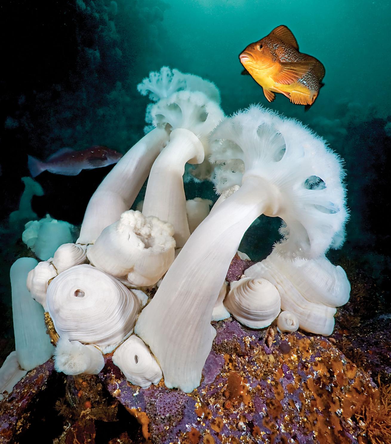 scuba diving british columbia 