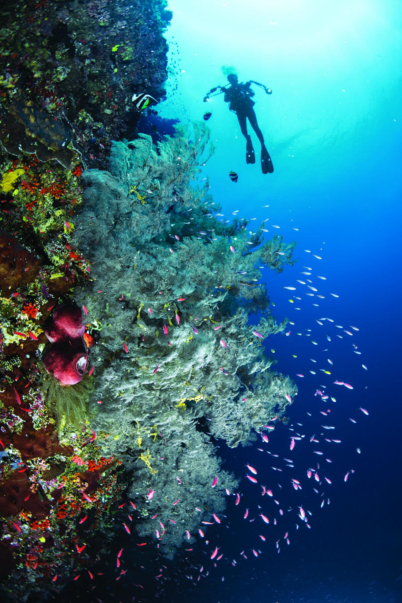 scuba diving philippines 