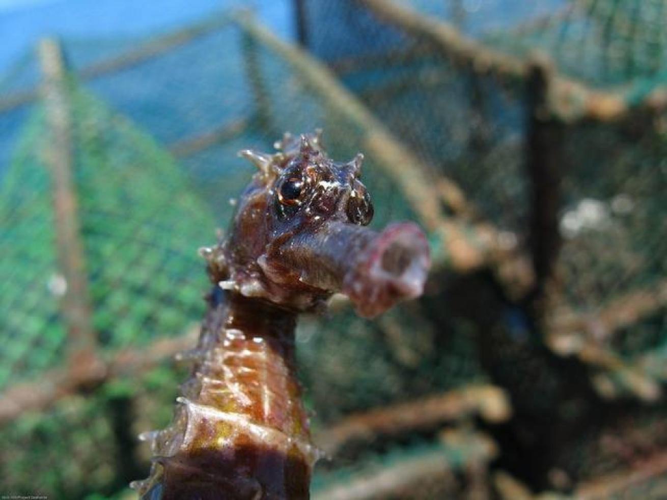 The Seahorse Project—iSeahorse.org