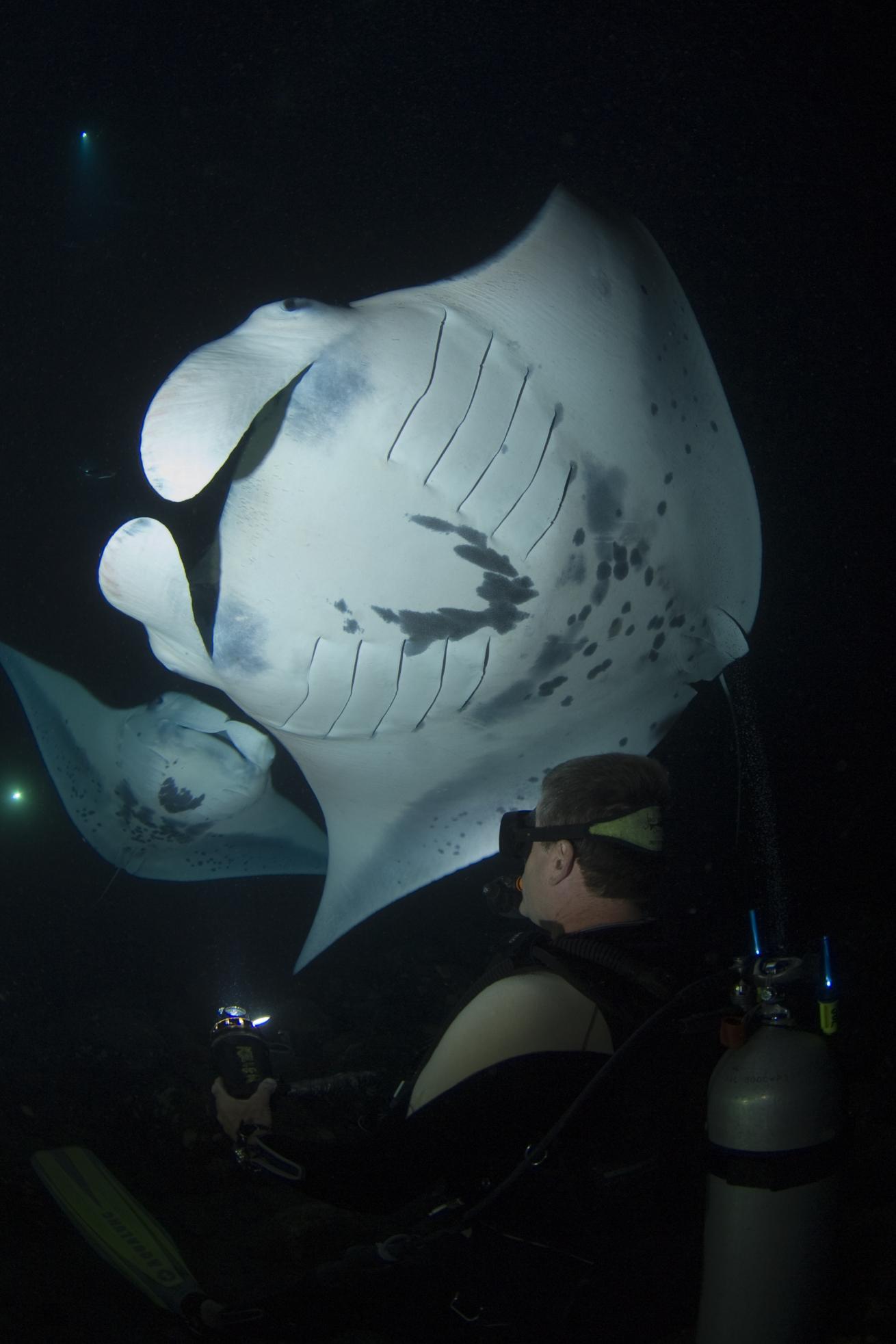 scuba diving manta ray hawaii