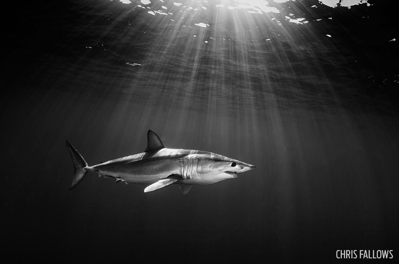 Black and white mako shark