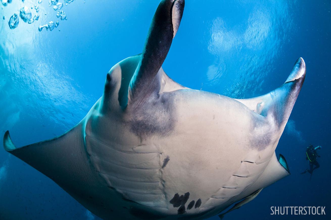 Underwater Photo of Manta Ray Maldives Liveaboard Vacations