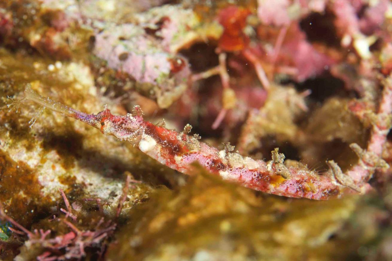 Winged Pipefish at Manta Rock