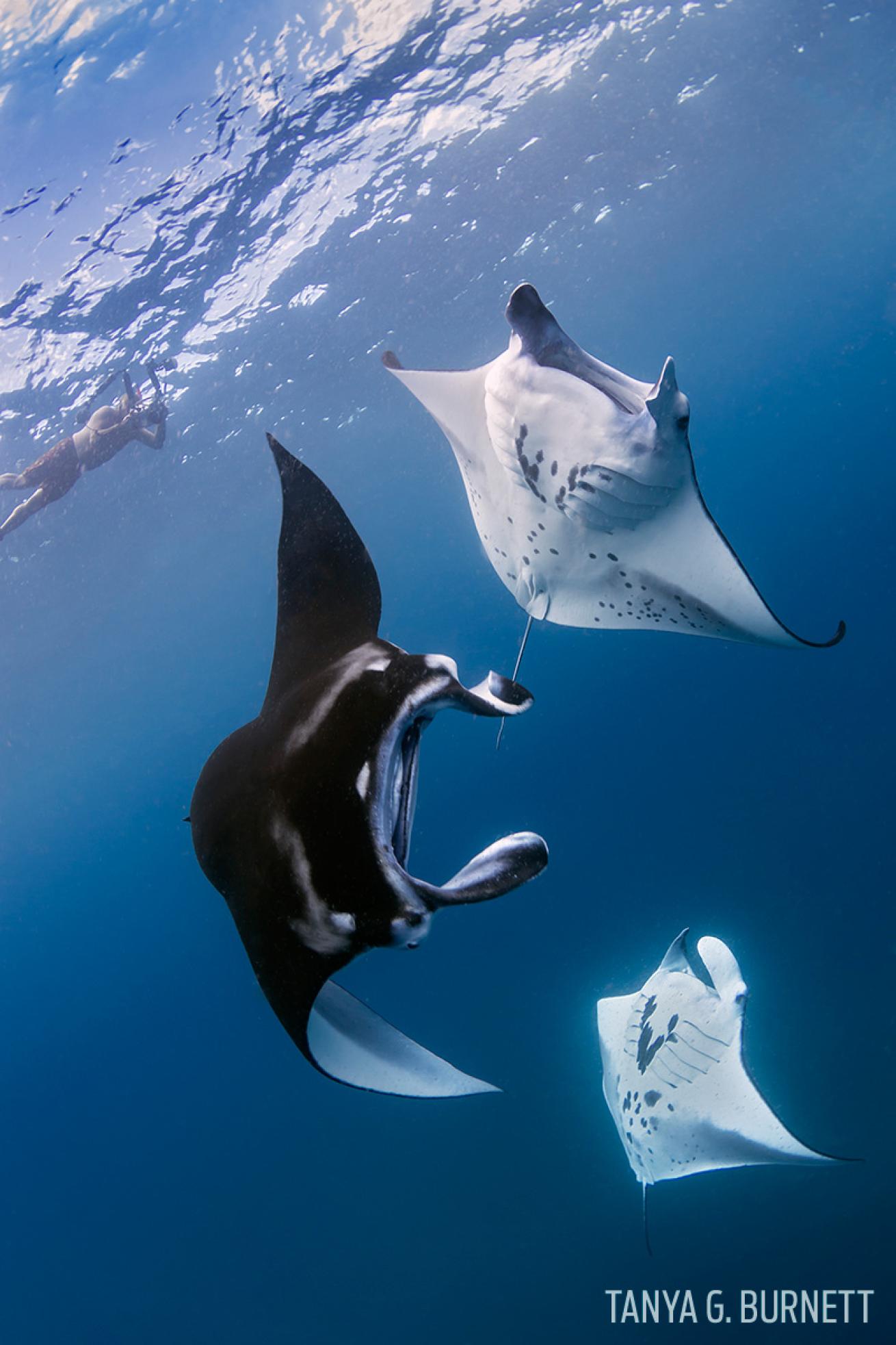 mantas underwater photography Marquesas liveaboard Itemata