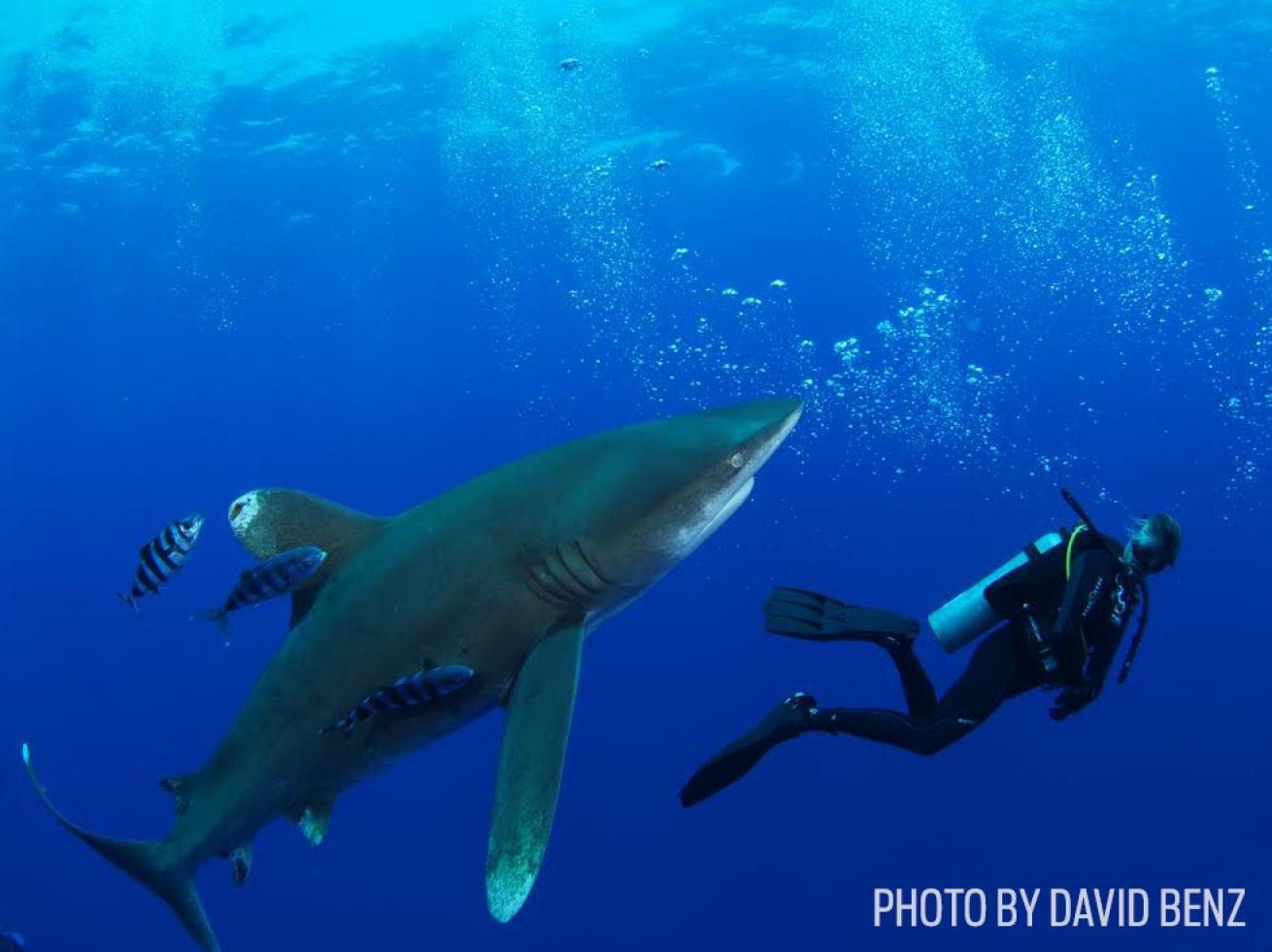 oceanic whitetip shark bahamas scuba diving