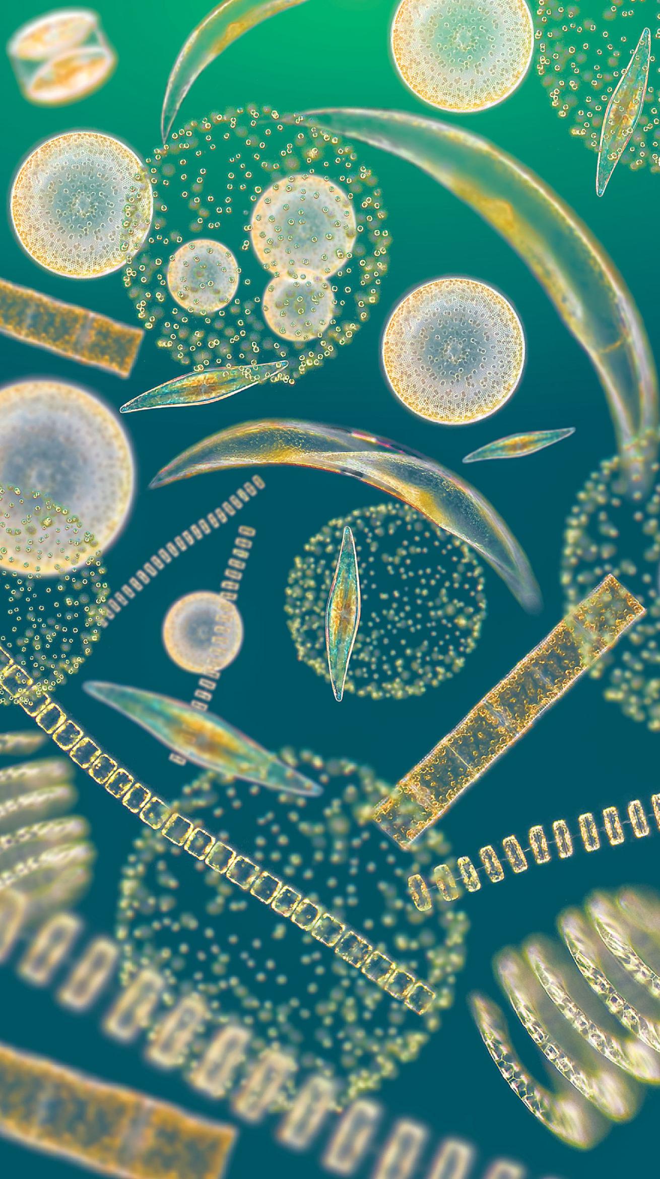 Close up of planktonic organisms