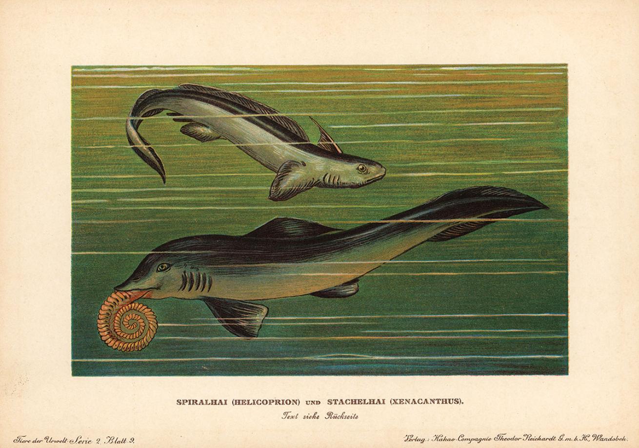 Illustration of ancient shark Helicoprion bessonovi