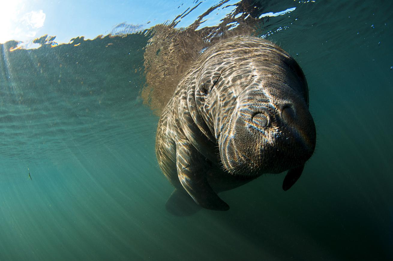 Underwater Photo Manatee in Springs