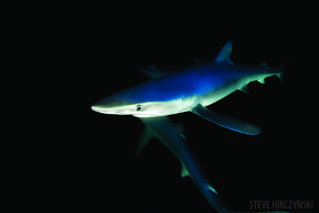 blue shark