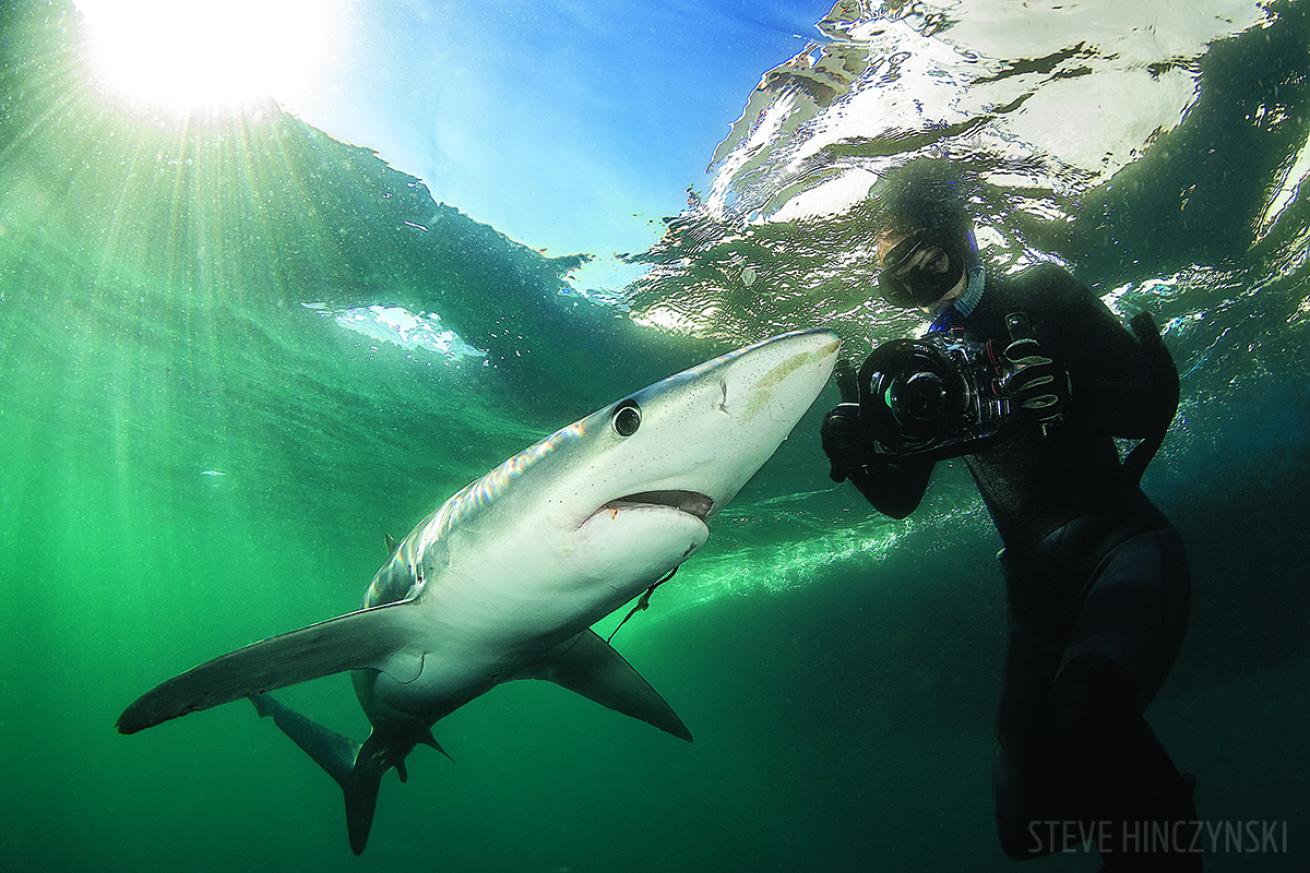 shark photography