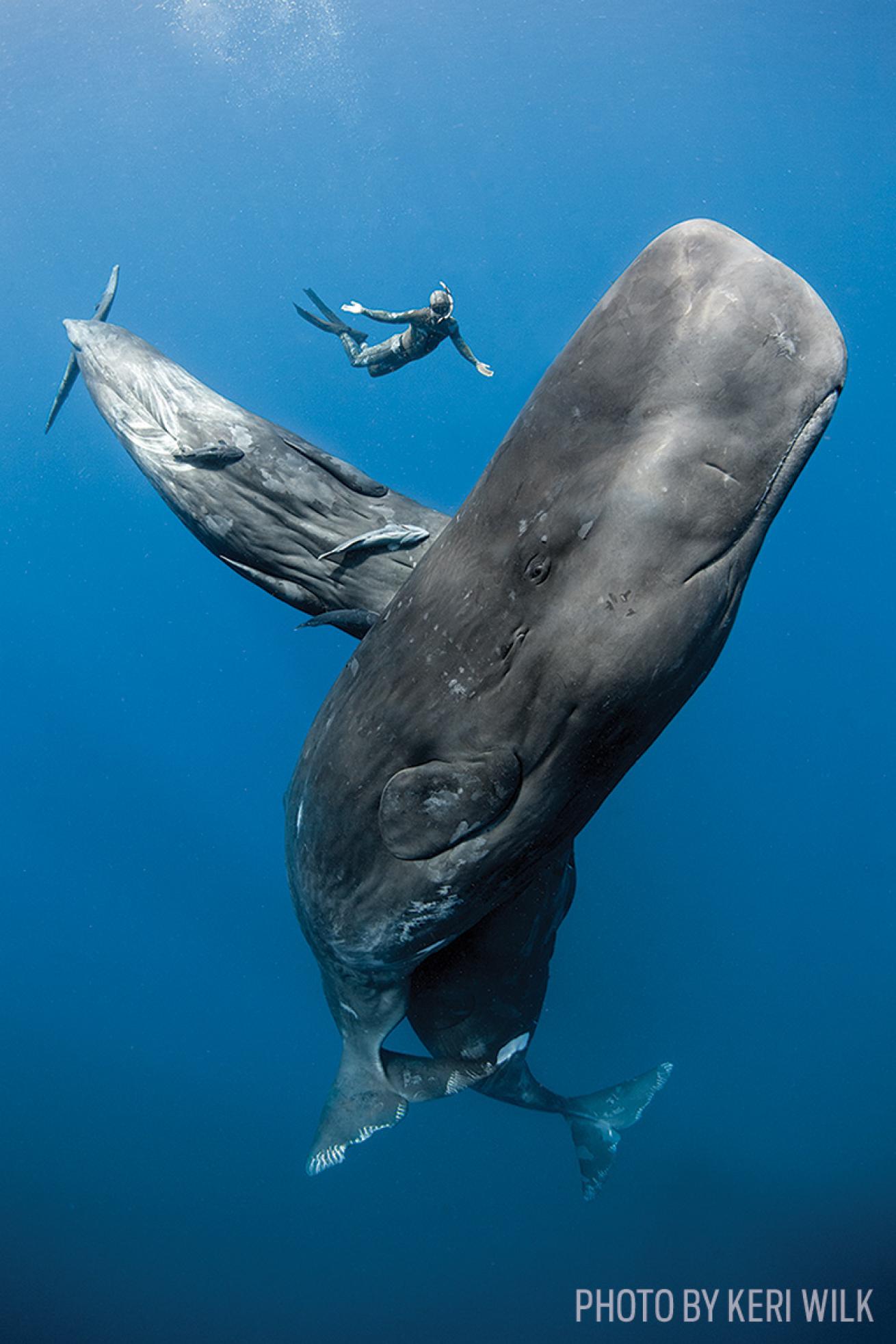 sperm whale scuba diving underwater photo