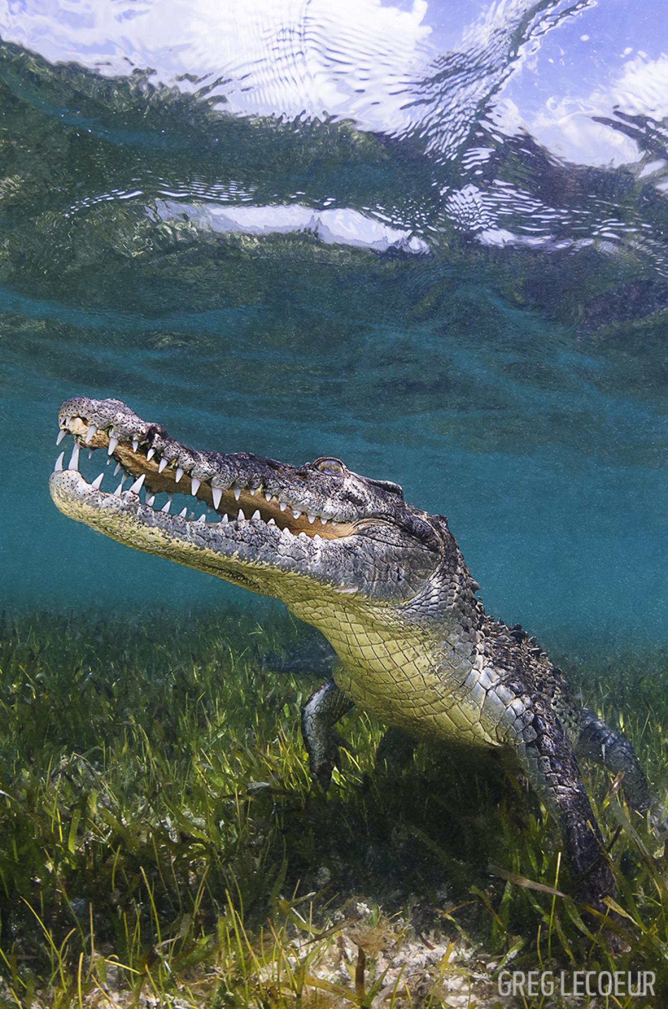 American Crocodile Underwater in Banco Chinchorro, Mexico