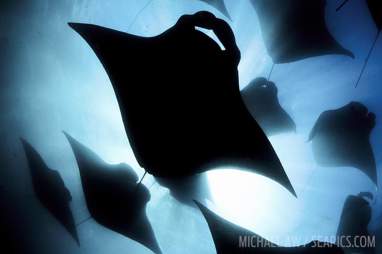 manta silhouette swimming underwater maldives 