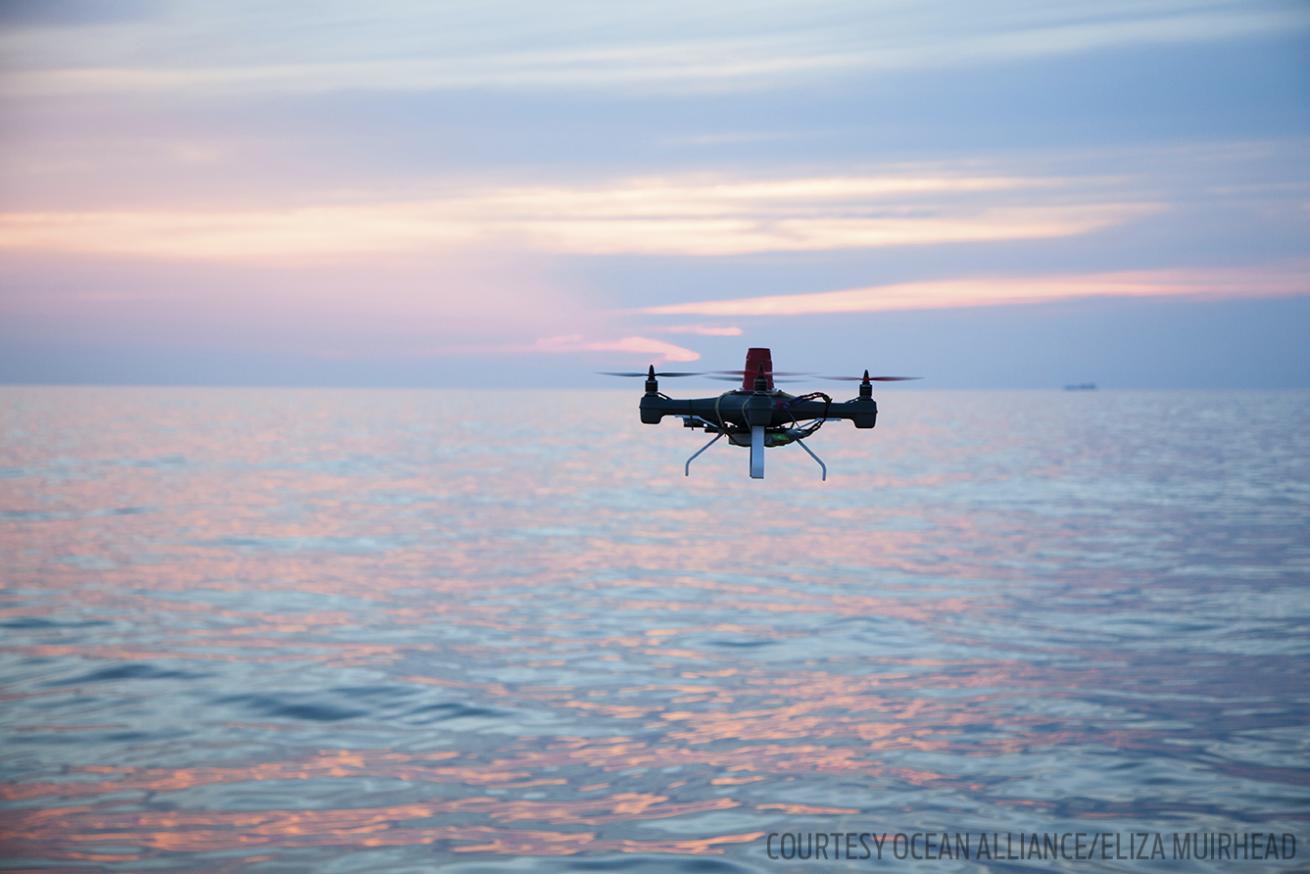 SnotBot, a drone that collects whale snot for research