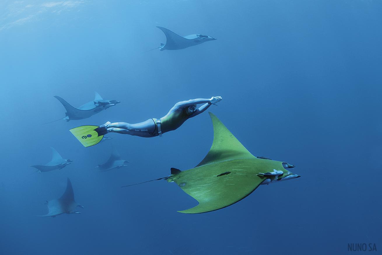 Diver with Devil Rays in the Azores