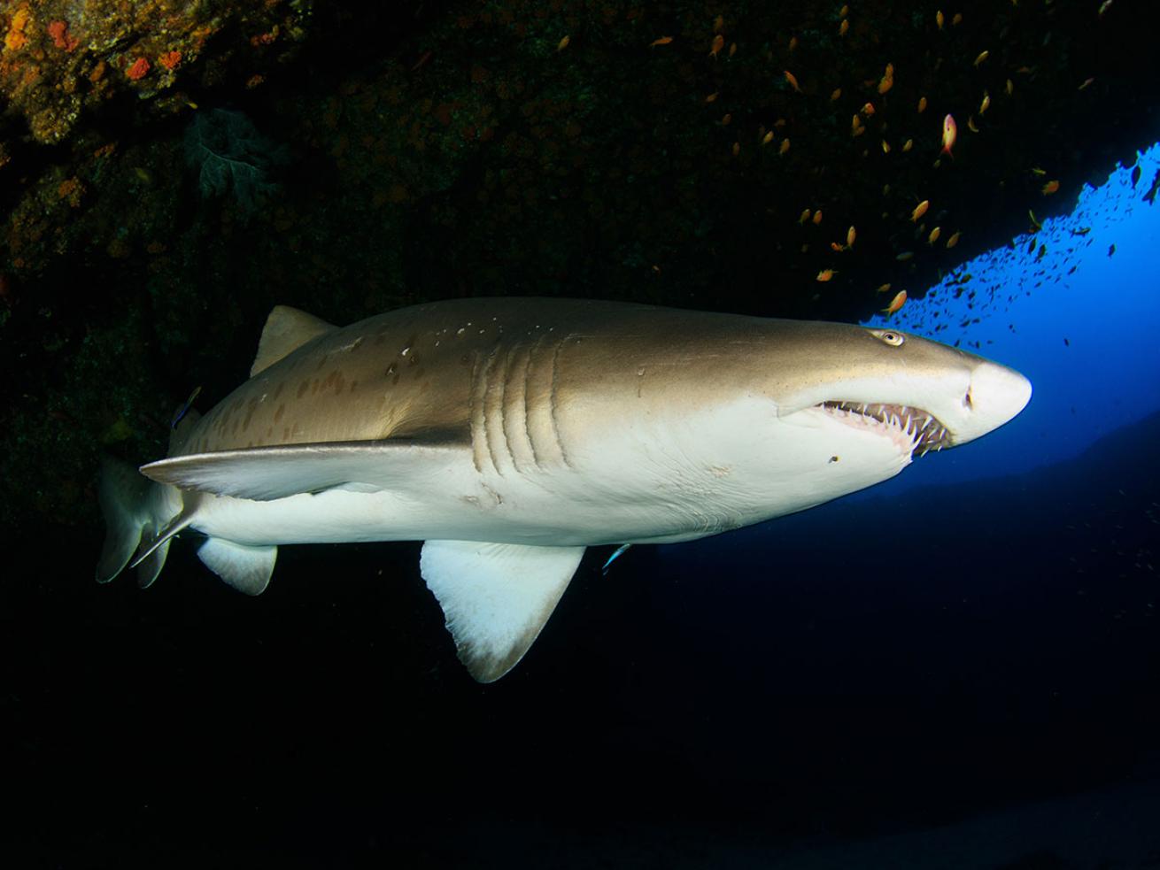 Sand Tiger Shark Underwater North Carolina