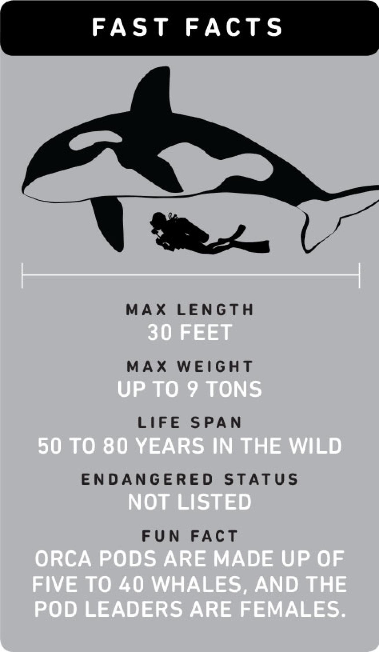 Fast Facts About Orca Whales