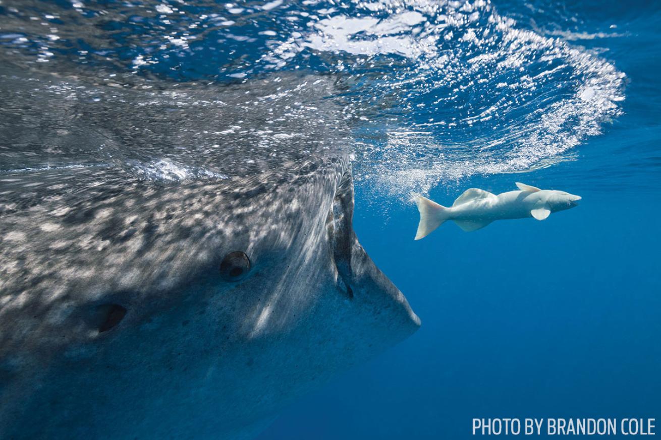 Underwater Photo Whale Shark Chasing Fish