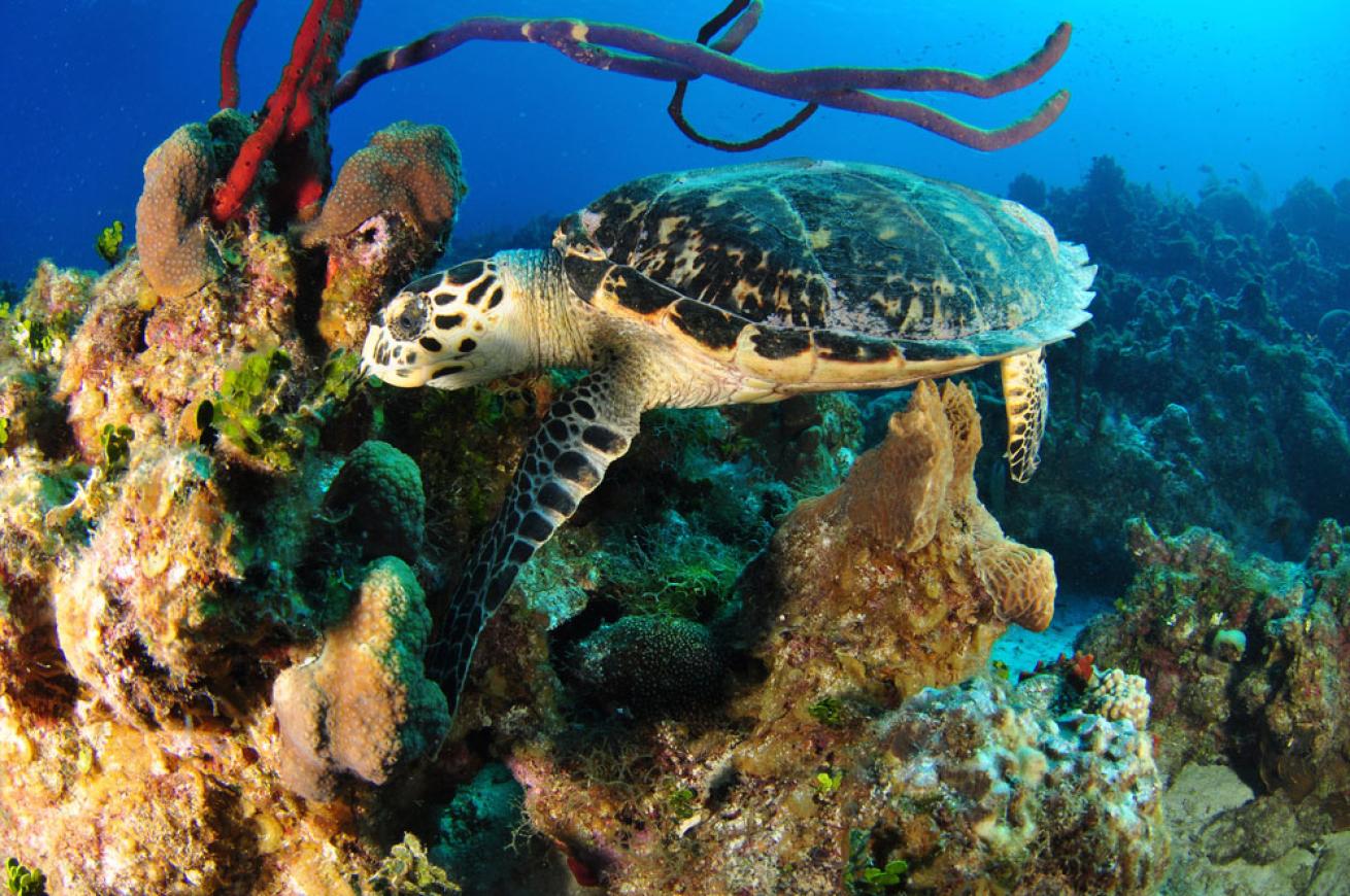 Sea Turtle in the Cayman Islands