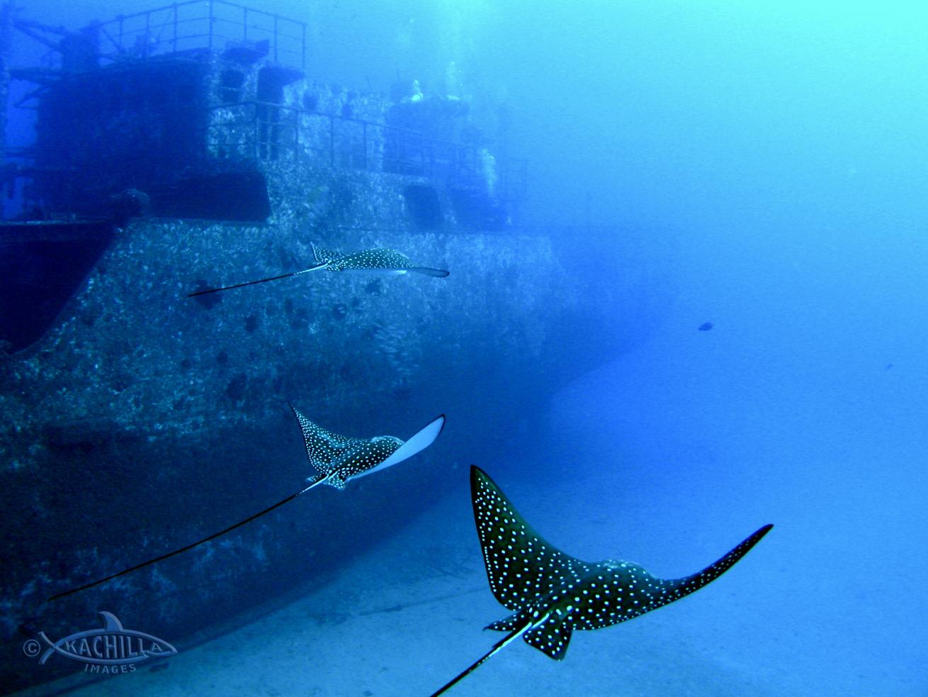spotted eagle ray hawaii 