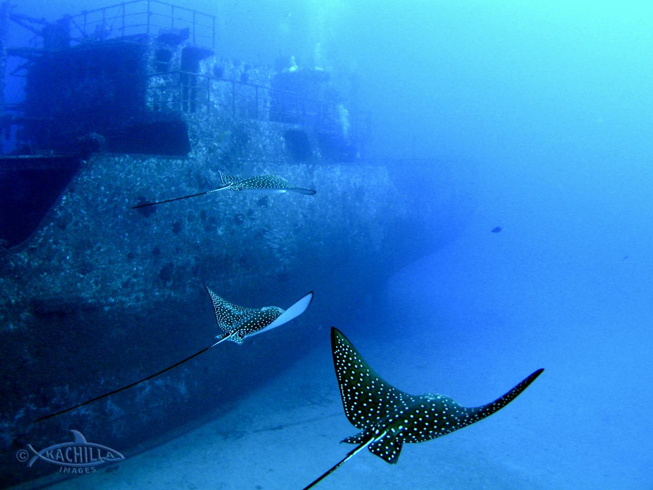 spotted eagle ray hawaii