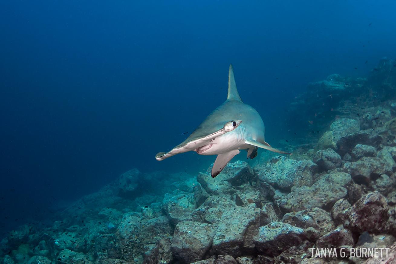 hammerhead shark underwater photography Marquesas Islands