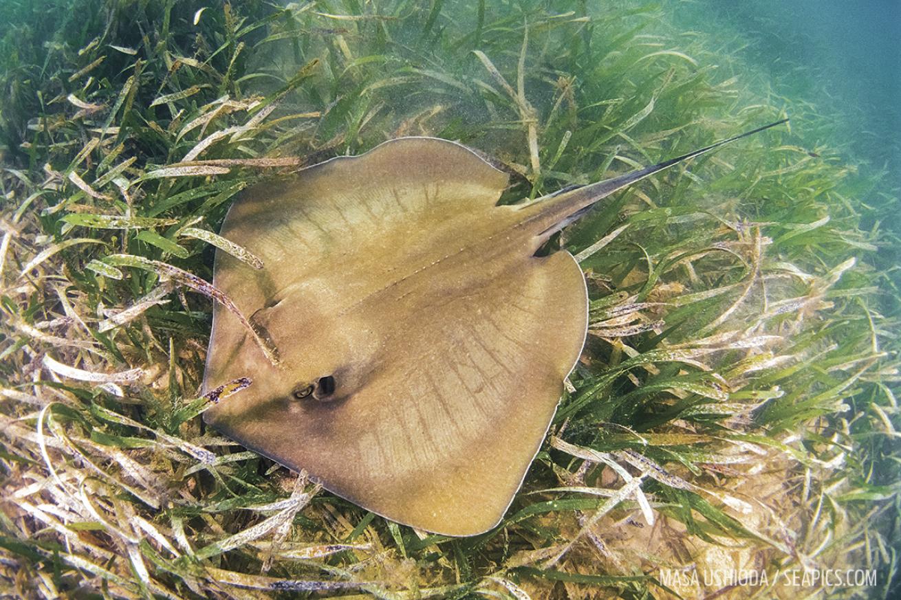 stingray swim grass biscayne national park