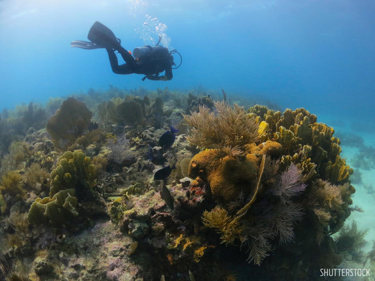 florida keys key west largo scuba diving underwater beginner