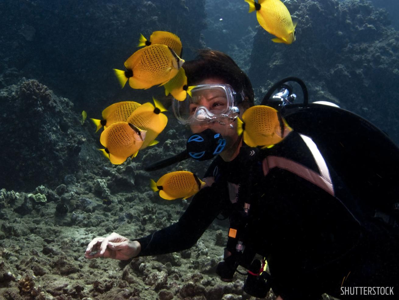 hawaii maui scuba diving beginner dive underwater butterflyfish