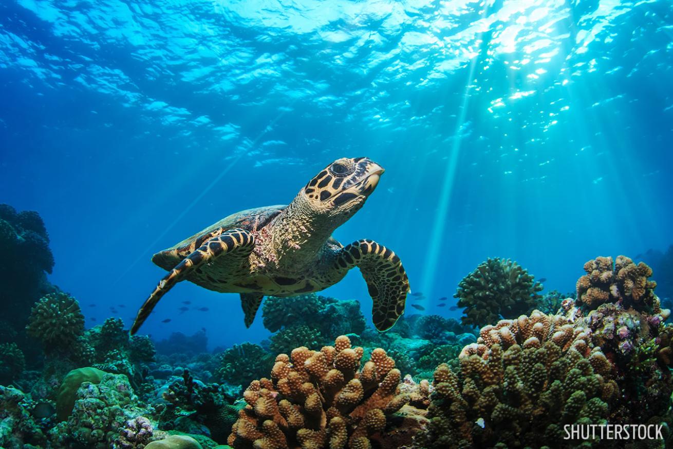turtle hawaii pacific scuba diving photo